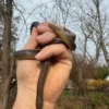 Rubber Boa Adult Pair #1 (Charina bottae) for sale at Premier Elite Exotics