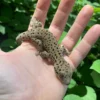 Saint Martin Giant Spotted Gecko (Thecadactylus oskrobapreinorum) for sale at Premier Elite Exotics