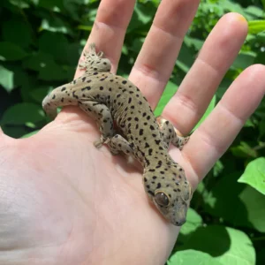Saint Martin Giant Spotted Gecko (Thecadactylus oskrobapreinorum) for sale at Premier Elite Exotics