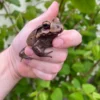 Smokey Mountain Jungle Frog (Leptodactylus pentadactylus) for sale at Premier Elite Exotics