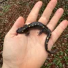 Spotted Salamander (Ambystoma maculatum) for sale at Premier Elite Exotics