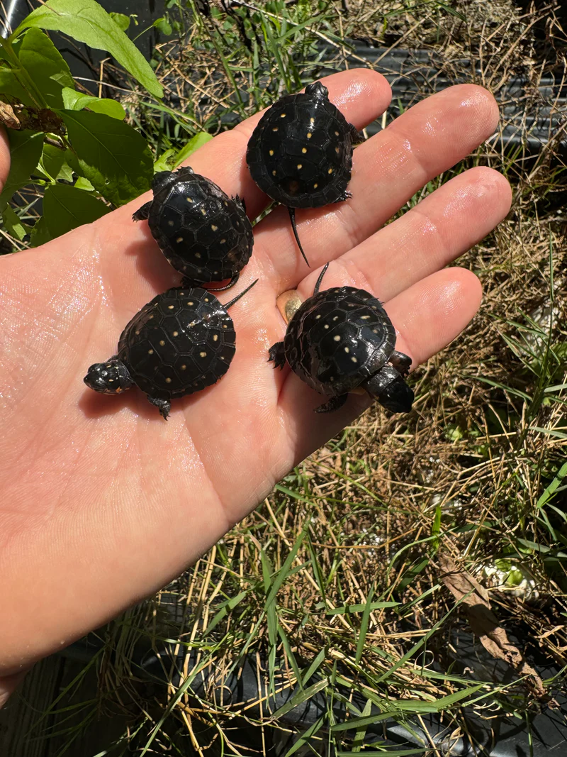 Spotted Turtle Baby (Clemmys guttata) for sale at Premier Elite Exotics