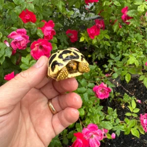 Sri Lankan Star Tortoise 2026 #1 (Geochelone elegans) for sale at Premier Elite Exotics – exact animal pictured