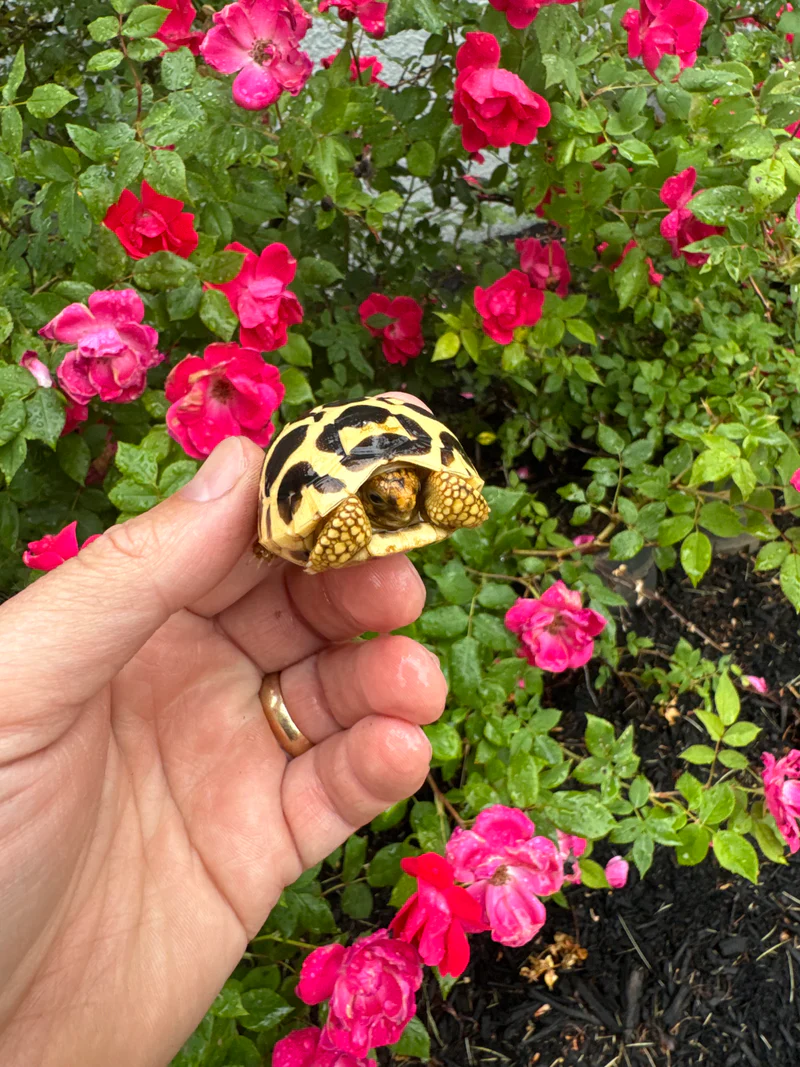 Sri Lankan Star Tortoise 2026 #1 (Geochelone elegans) for sale at Premier Elite Exotics – exact animal pictured