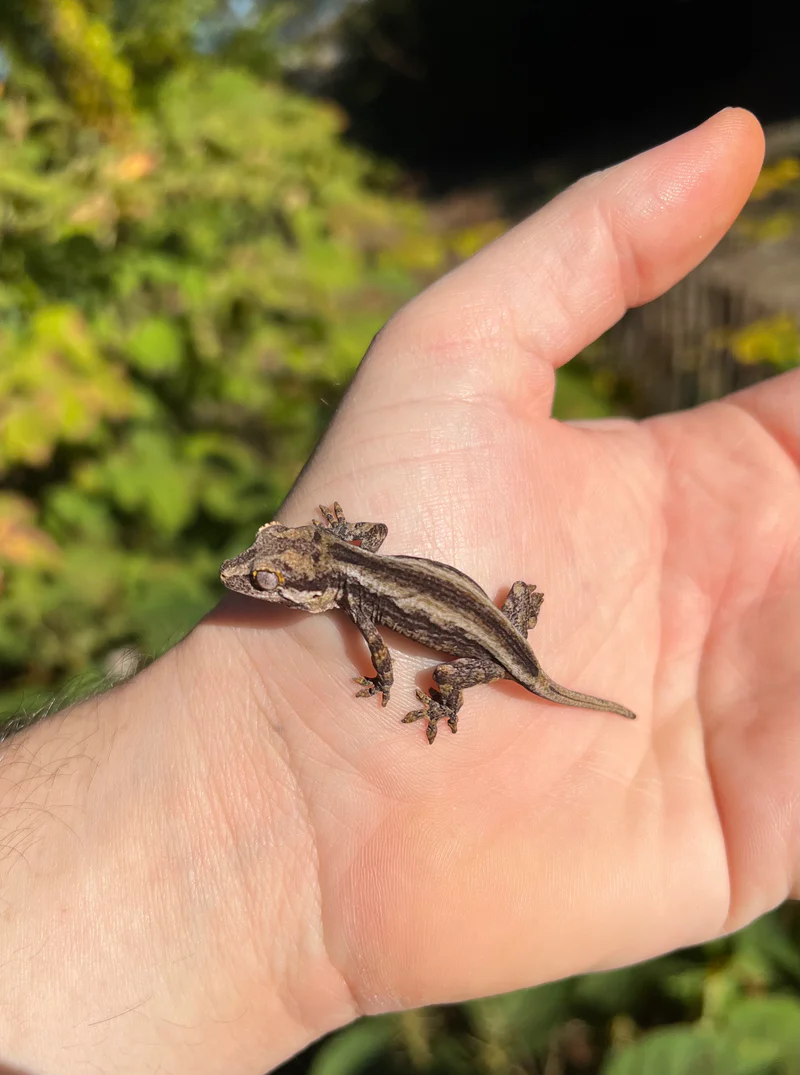 Striped Gargoyle Gecko Baby (Rhacodactylus auriculatus) for sale at Premier Elite Exotics