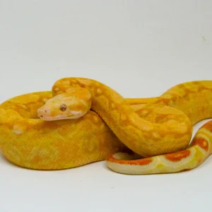 Super Coral Albino Red Tail Boa Constrictor Male #SCARTBM1 (Boa constrictor) for sale at Premier Elite Exotics