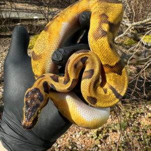 Super Enchi Low White Pied Ball Python Female #1 (Python regius) for sale at Premier Elite Exotics