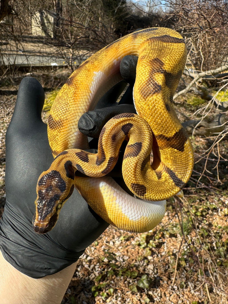 Super Enchi Low White Pied Ball Python Female #1 (Python regius) for sale at Premier Elite Exotics