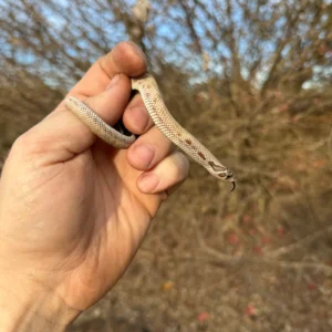 Superconda Western Hognose Snake Female #1 (Heterodon nasicus) for sale at Premier Elite Exotics