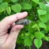 Vampire Musk Turtle (Claudius angustatus) for sale at Premier Elite Exotics