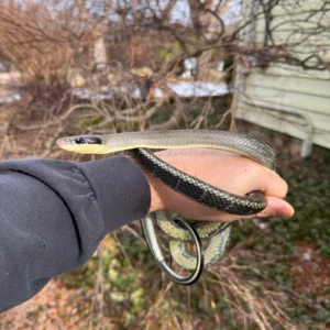 Vietnamese Blue Beauty Ratsnake Adult Male #1 (Orthriophis taeniurus) for sale at Premier Elite Exotics