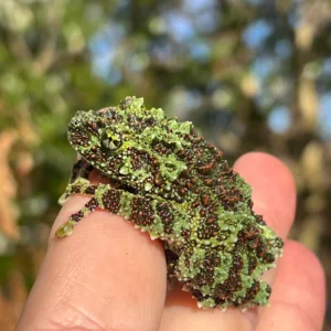 Vietnamese Mossy Tree Frog (Theloderma corticale) for sale at Premier Elite Exotics