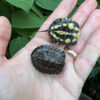 Vietnamese Pond Turtle Baby (Mauremys annamensis) for sale at Premier Elite Exotics