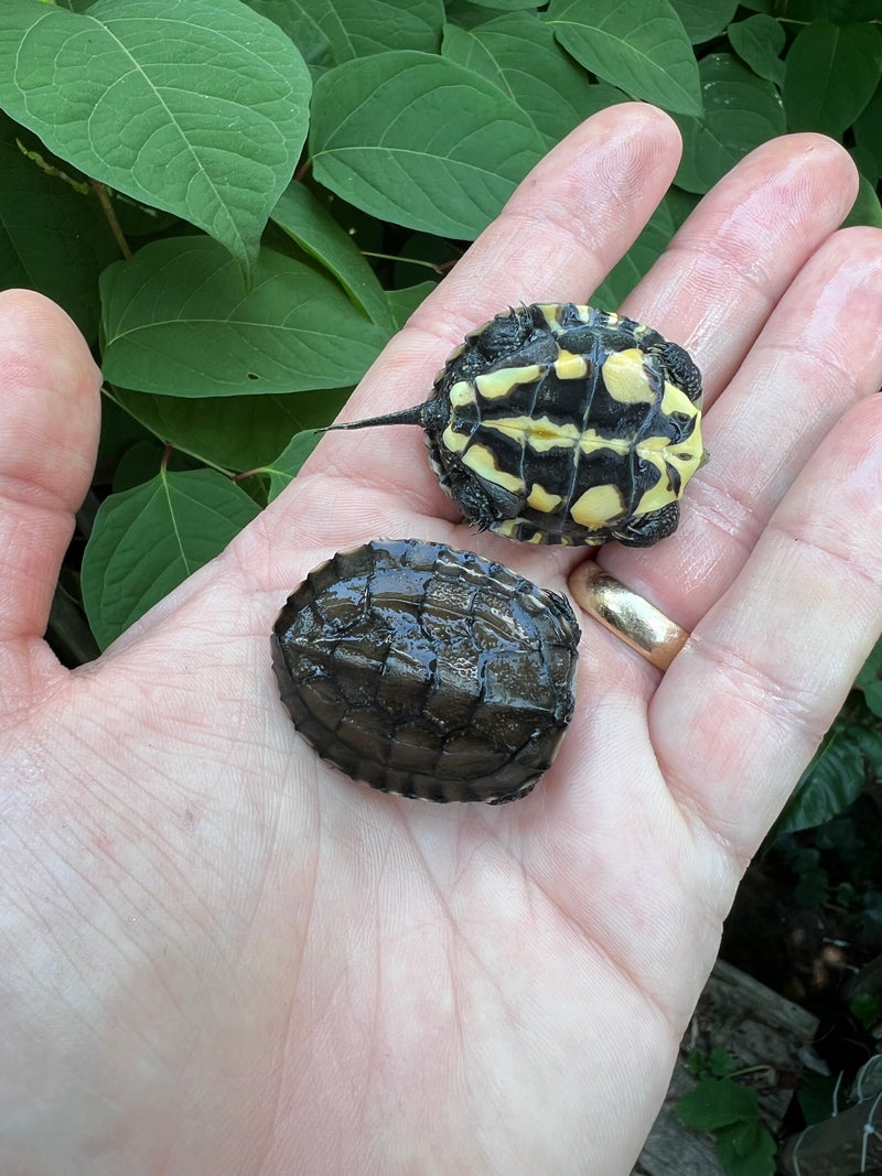 Vietnamese Pond Turtle Baby (Mauremys annamensis) for sale at Premier Elite Exotics