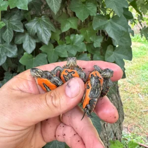 Western Painted Turtle Baby (Chrysemys picta) for sale at Premier Elite Exotics