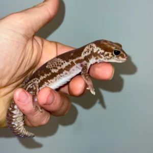 White Out Oreo African Fat Tailed Gecko Adult Female #1 (Hemitheconyx caudicinctus) for sale at Premier Elite Exotics