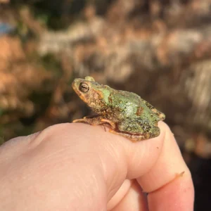 Yellow-Spotted Climbing Toad Baby (Rentapia flavomaculata) for sale at Premier Elite Exotics